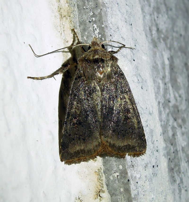 Cerastis cfr. faceta, Noctuidae